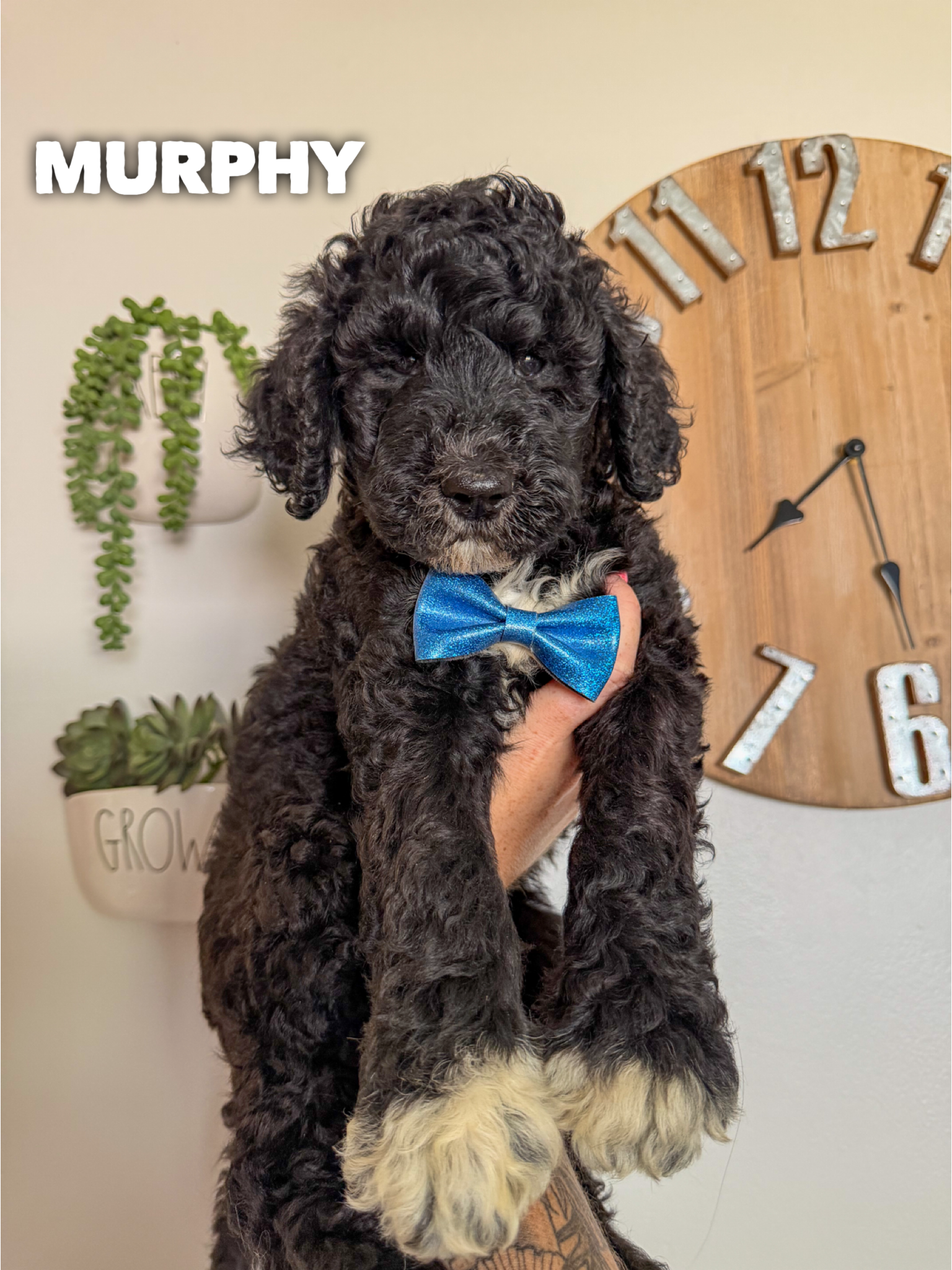 Murphy  1